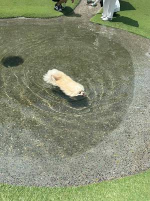 水に浮かぶ『謎の生き物』　写真に「え、何？」「正体が分からん」