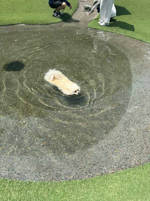 水に浮かぶ『謎の生き物』　写真に「え、何？」「正体が分からん」