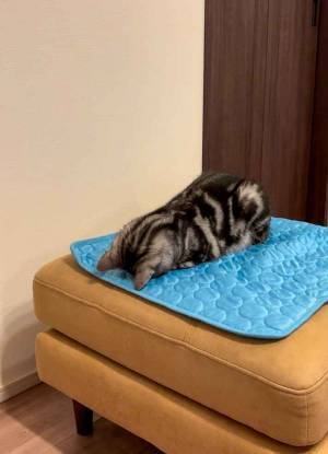 暑い日の猫が？　涼み方に「分かりすぎて笑う」「最高のクールダウン」