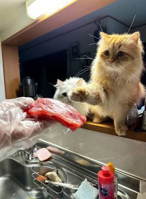 妻「残念ながらピンチです」　２匹の愛猫が狙っているのは？