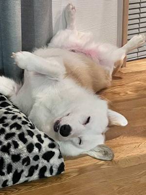 部屋で寝ているコーギー、表情に笑う！　「野生を捨てたイッヌ」