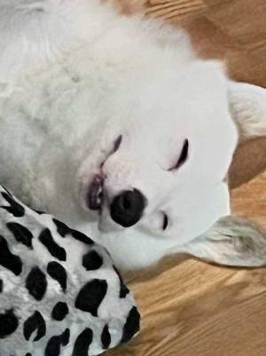 部屋で寝ているコーギー、表情に笑う！　「野生を捨てたイッヌ」