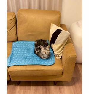 飼い主が用意したあるものがきっかけで…　ソファの上で目を閉じた猫が話題