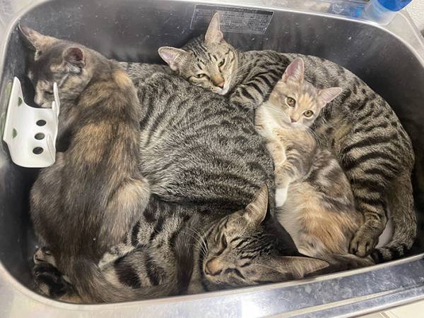 バックヤードのシンクが大変なことに！？　スタッフが撮影した４枚に「笑った」