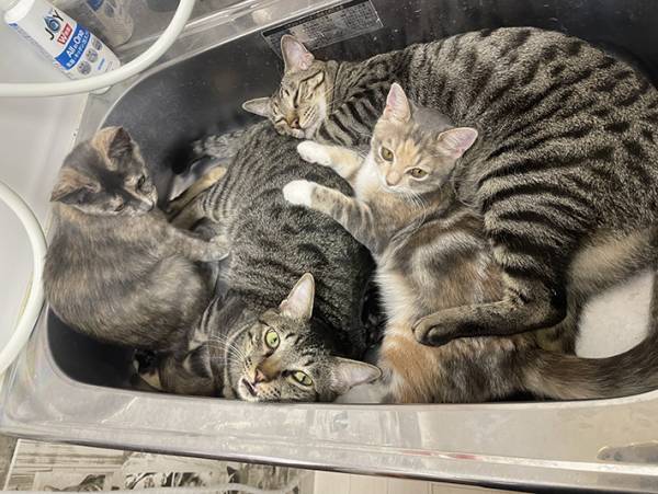 バックヤードのシンクが大変なことに！？　スタッフが撮影した４枚に「笑った」