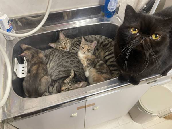 バックヤードのシンクが大変なことに！？　スタッフが撮影した４枚に「笑った」