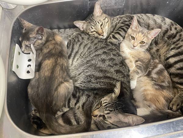 バックヤードのシンクが大変なことに！？　スタッフが撮影した４枚に「笑った」