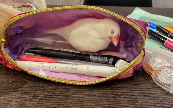 娘の筆箱の中にいた『監視役』に「うらやましい！」「勉強できない」