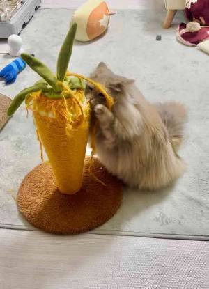 飼い主「惜しまれながらも引退」　愛猫にプレゼントした爪とぎ、約１年後…