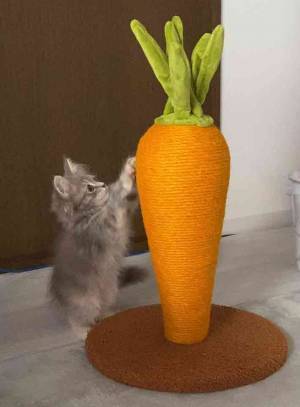 飼い主「惜しまれながらも引退」　愛猫にプレゼントした爪とぎ、約１年後…