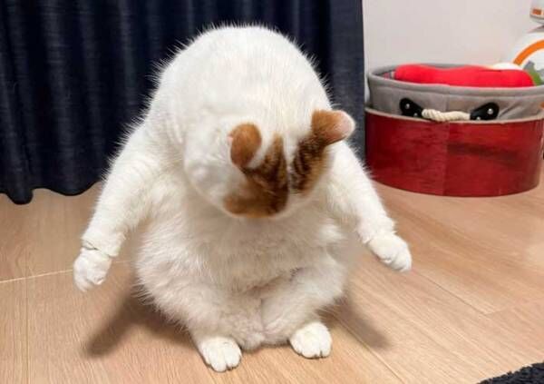 猫の写真