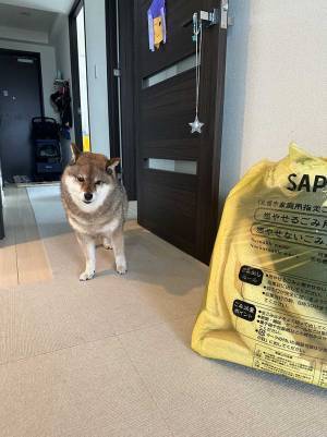 古くなったベッドを捨てたら？　柴犬の表情に「哀愁がすごい」