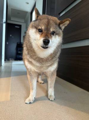 古くなったベッドを捨てたら？　柴犬の表情に「哀愁がすごい」