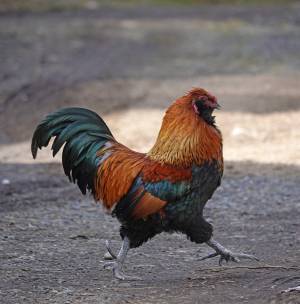 小鳥を撮ろうとしただけなのに…　撮影された２枚に「吹いた」