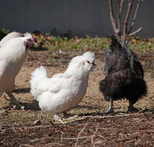 小鳥を撮ろうとしただけなのに…　撮影された２枚に「吹いた」