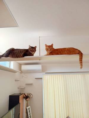 飼い主「虫が出たから倒して」　２匹の行動に「ごめん笑った」「すごい圧を感じる」