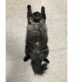手を伸ばして寝ころぶ猫　まさかの表情に爆笑の嵐