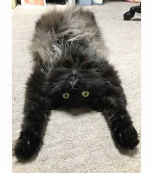 手を伸ばして寝ころぶ猫　まさかの表情に爆笑の嵐