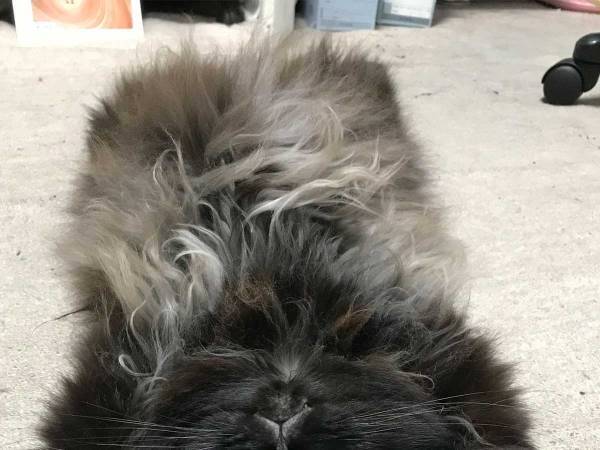 手を伸ばして寝ころぶ猫　まさかの表情に爆笑の嵐