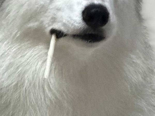 「酸いも甘いも知り尽くすイケオジ感」　渋いハスキーがガムをくわえると？