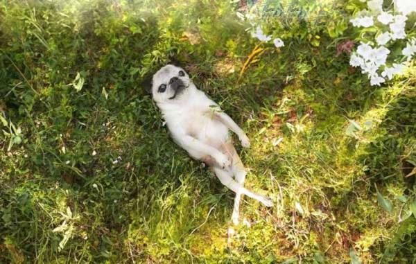 たそがれる犬　有名絵画のような姿に「吹いた」「森の妖精みたい」