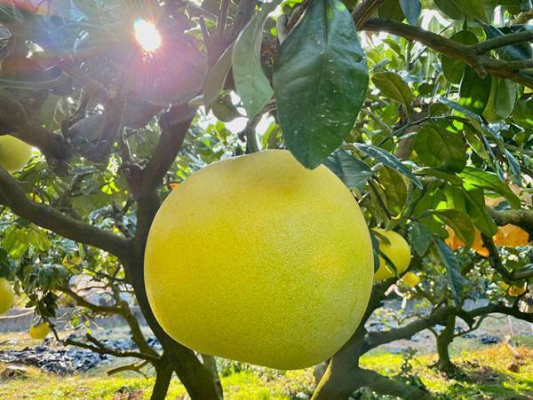 『家族が育てたトウモロコシ』に吹き出す！　葉を剥いて、出てきたのは…