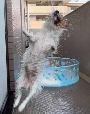 水遊びが大好きな犬　ベランダにプールを設置すると？「爆笑」「元気もらえた」