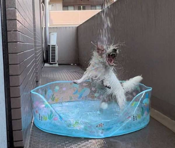 水遊びが大好きな犬　ベランダにプールを設置すると？「爆笑」「元気もらえた」