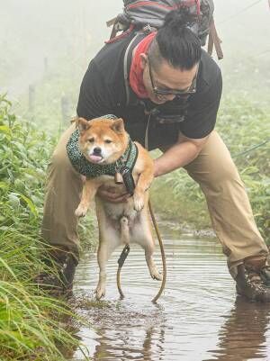 柴犬の写真