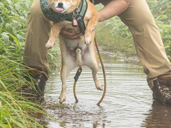 水たまりで動けなくなった柴犬　飼い主に救助される様子に「顔ー！」