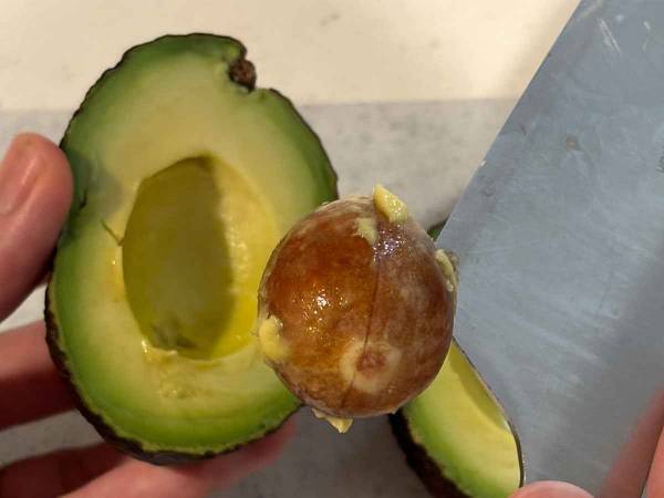 アボカドはここを見て！　食べ頃のサインに「触らず分かるとは」