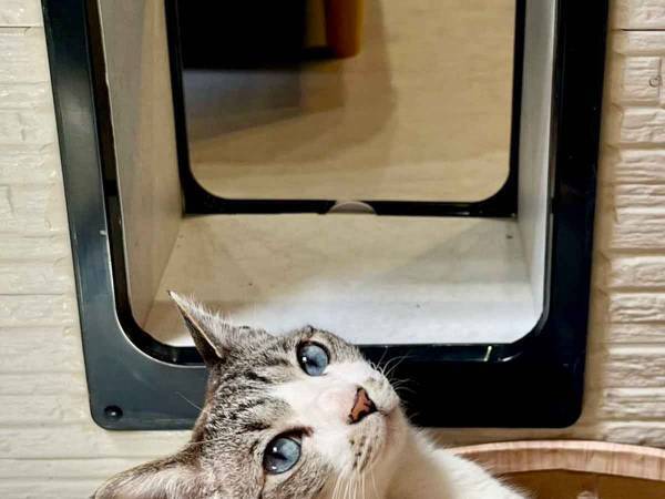 エアコンが効いてるのに…　猫の行動に「笑った」「どっちも堪能してる」