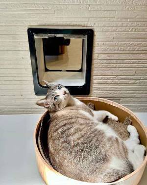 エアコンが効いてるのに…　猫の行動に「笑った」「どっちも堪能してる」