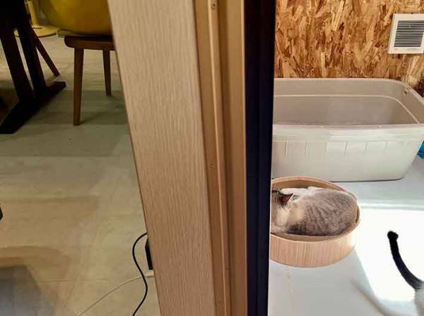 エアコンが効いてるのに…　猫の行動に「笑った」「どっちも堪能してる」