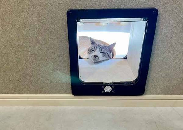 エアコンが効いてるのに…　猫の行動に「笑った」「どっちも堪能してる」