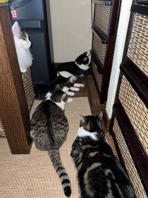 飼い主「確認する勇気を下さい」　猫たちの姿に「背筋が凍るやつ」「ヒエッ…」