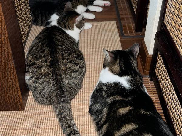 飼い主「確認する勇気を下さい」　猫たちの姿に「背筋が凍るやつ」「ヒエッ…」