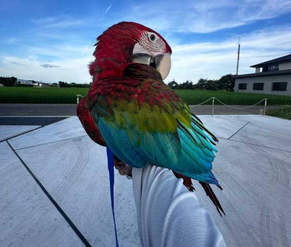 女性「私から羽が生えた」　散歩中の妻の背中、夫が撮影した理由が？