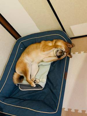 飼い主「ダマされないように要注意」　ソファで横たわる柴犬を見ると…？