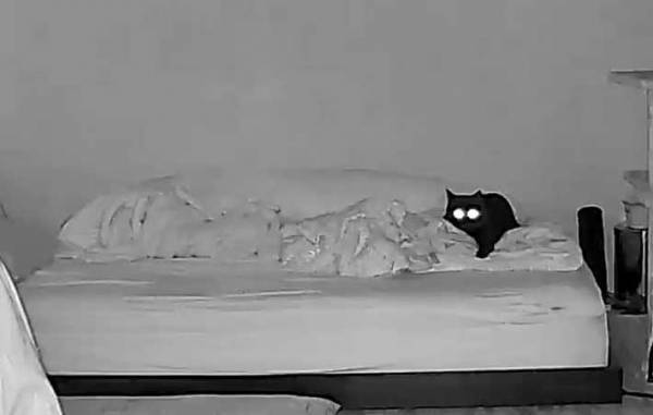 留守番中の猫　帰りが遅れた飼い主が、ペットカメラを確認すると…？