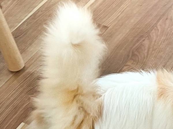 猫に、じわじわと近付く犬　飼い主がとらえた、展開とは…？