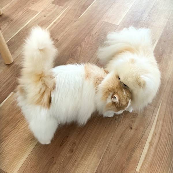 猫に、じわじわと近付く犬　飼い主がとらえた、展開とは…？