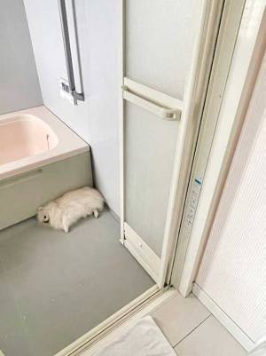 白いモップじゃないんです　風呂場の『落とし物』、正体は