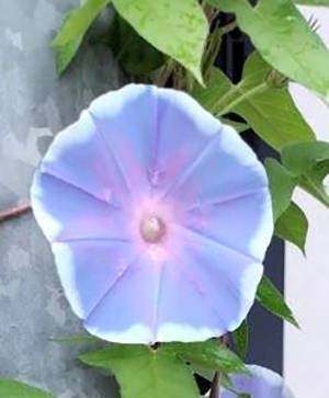 母親が２５年間育てていた『アサガオ』　判明した正体に「頭から転げ落ちた」