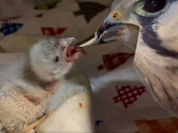 「一瞬、だまされた！」　母鳥がヒナにエサを与えているのかと思ったら？