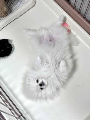 飼い主、２匹の血統書を見てビックリ　衝撃の事実に「めっちゃ笑った」