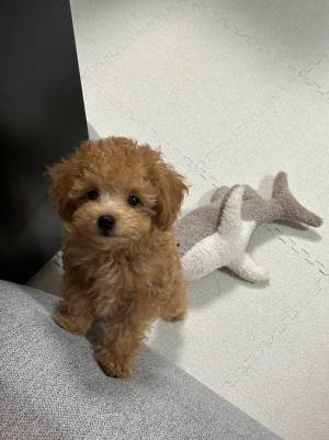 飼い主、２匹の血統書を見てビックリ　衝撃の事実に「めっちゃ笑った」