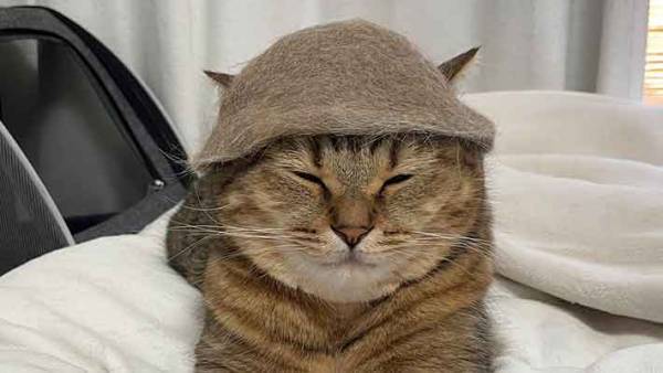 愛猫の毛で作ったものが？　気に入っている姿に「さすが」「笑っちゃう」