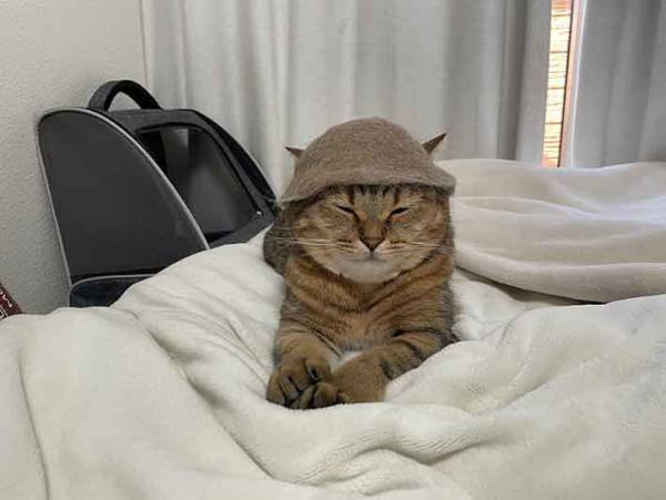 愛猫の毛で作ったものが？　気に入っている姿に「さすが」「笑っちゃう」