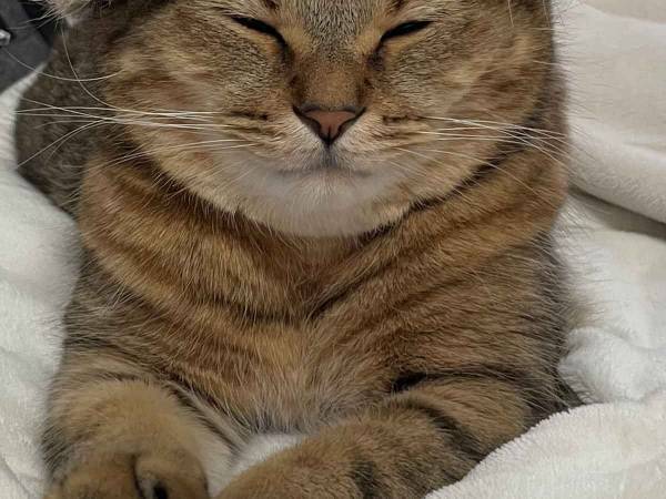 愛猫の毛で作ったものが？　気に入っている姿に「さすが」「笑っちゃう」